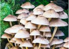 Mycena galericulata 2 on fallen tree.jpg